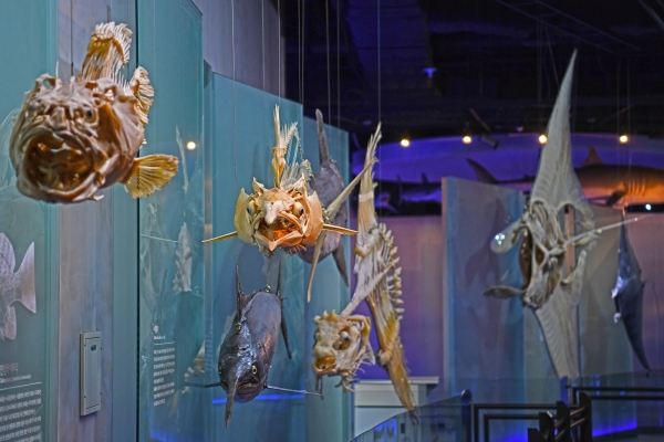 국립해양생물자원관_플라스티네이션 기법으로 제작한 대형 어류 표본