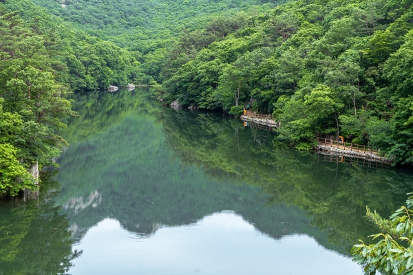 울창한 숲과 투명한 물이 함께 하는 봉래구곡 길_박산하 촬영
